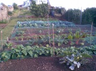 End of June 2009 - Looking up and the emerging crops