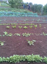 June 2009 - Crops starting to emerge